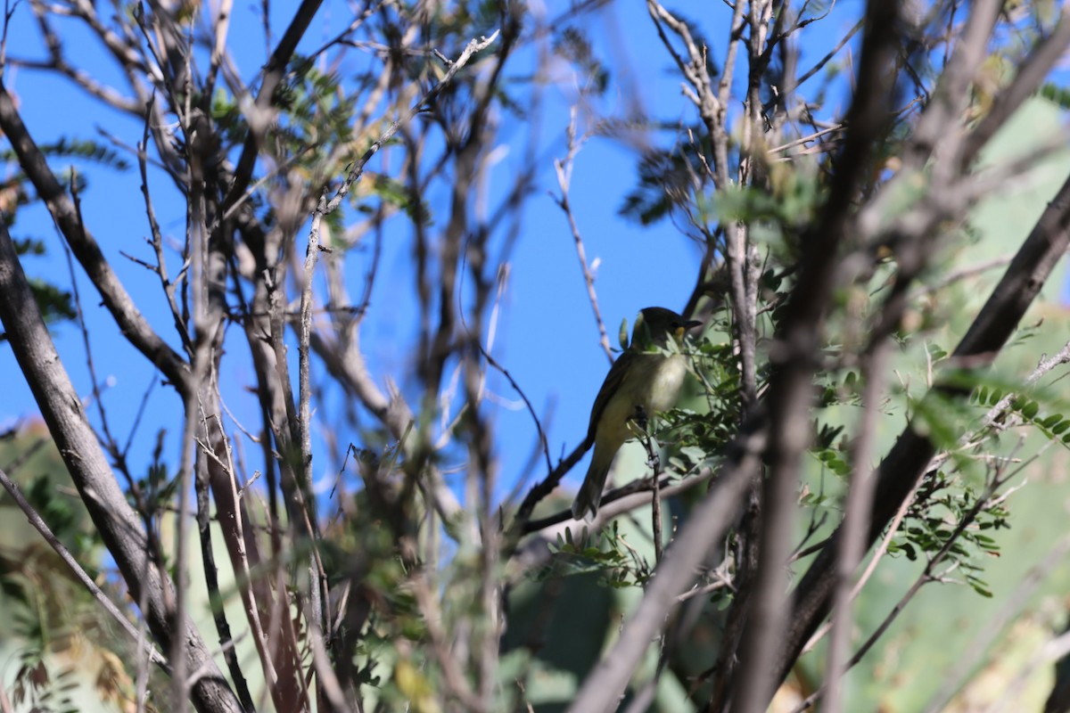 Tyranneau imberbe - ML644477028