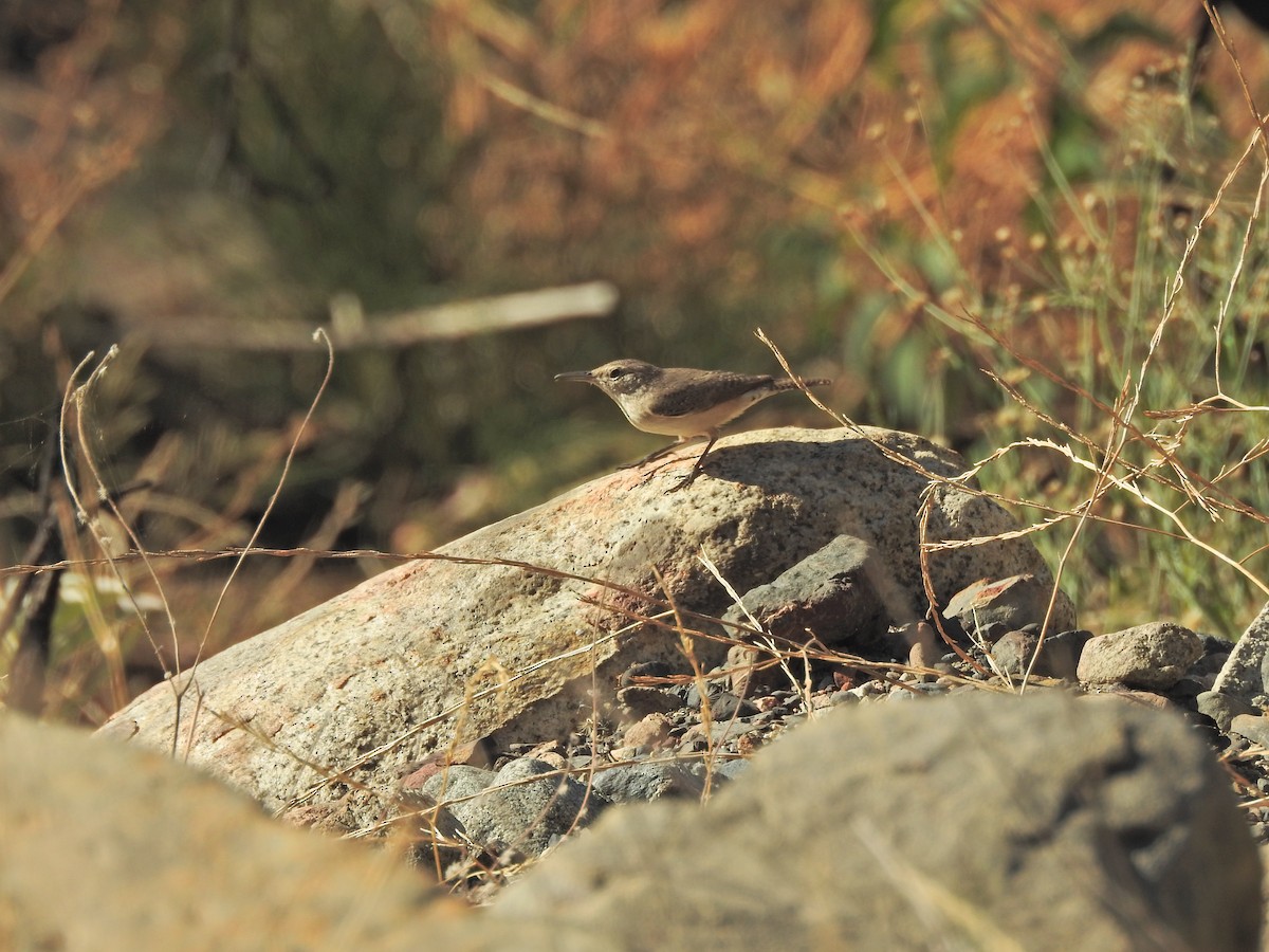 Troglodyte des rochers - ML644477029