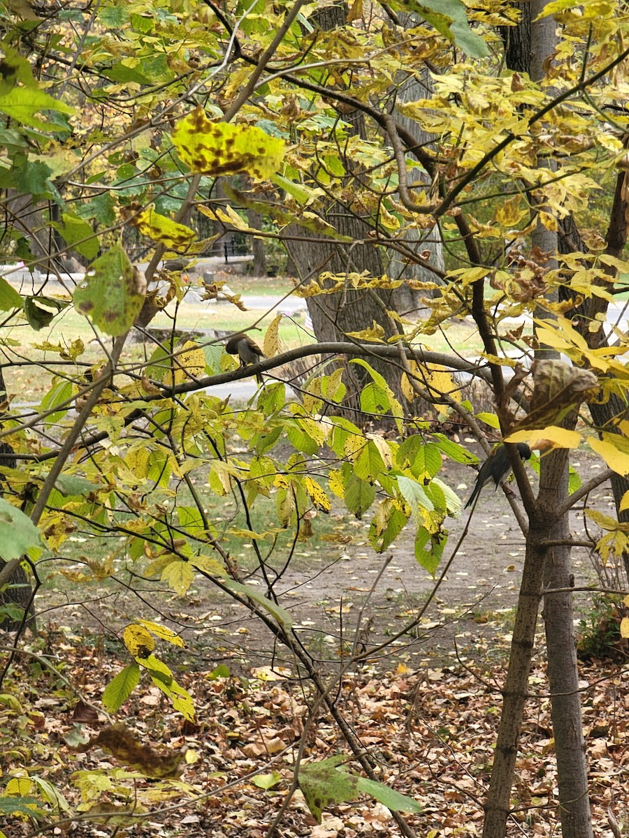 Junco ardoisé - ML644477030