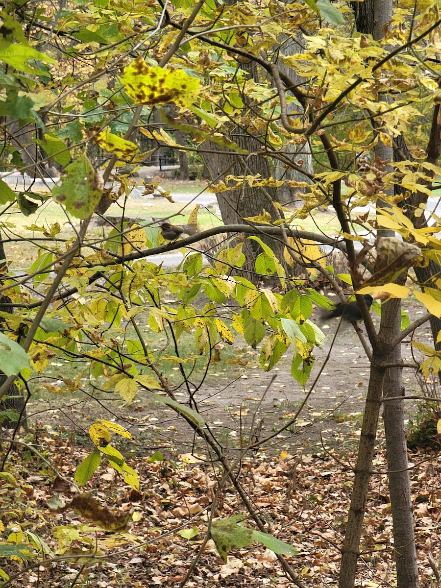 Junco ardoisé - ML644477031