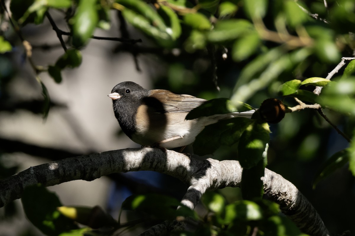 Junco ardoisé - ML644477033