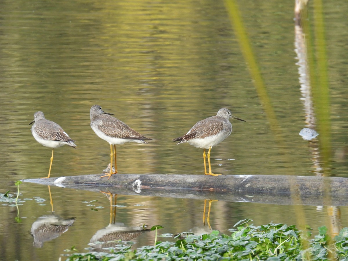 Grand Chevalier - ML644477035