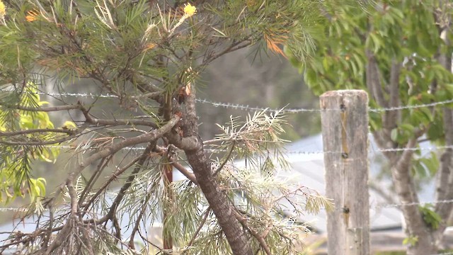 Little Wattlebird - ML644477036