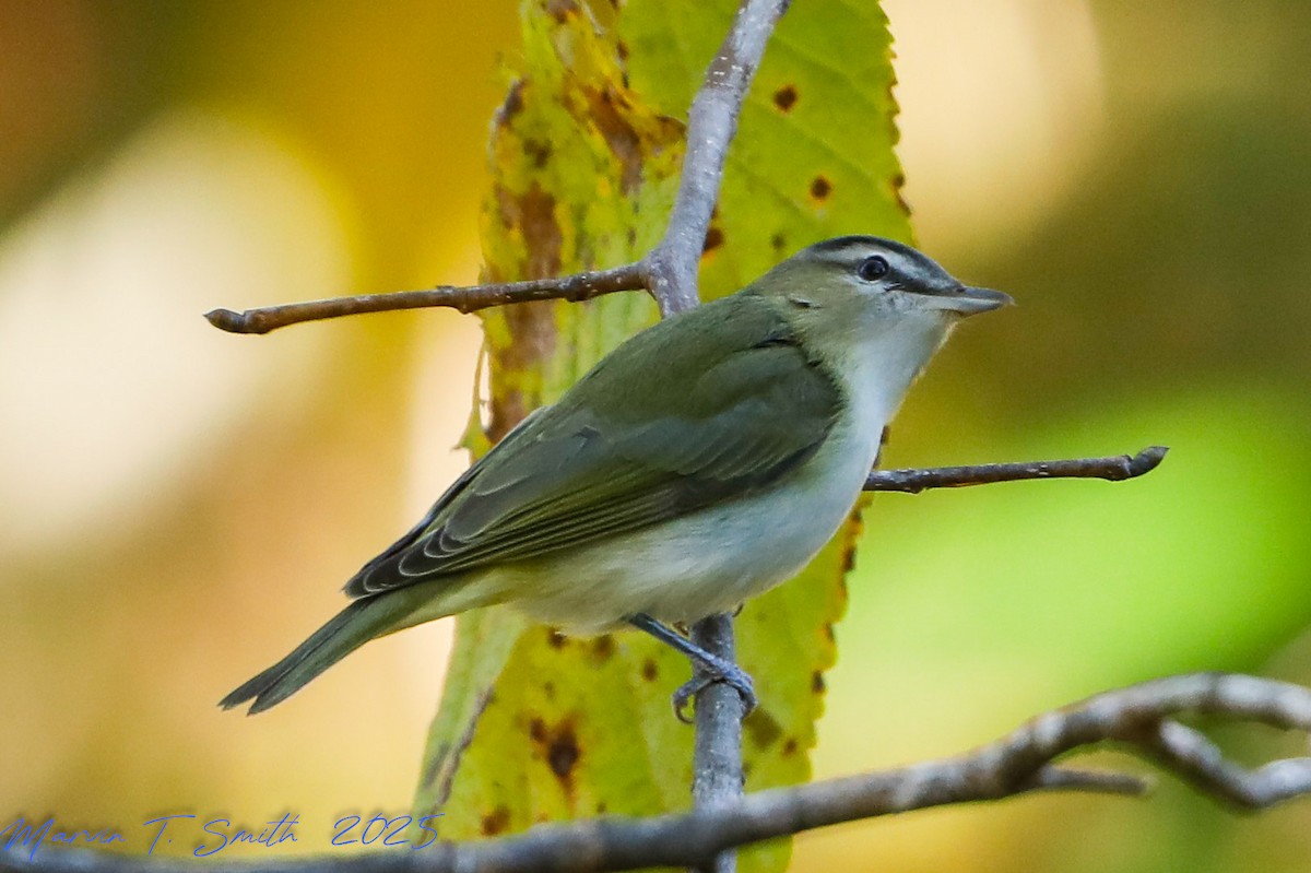 アカメモズモドキ - ML644477037