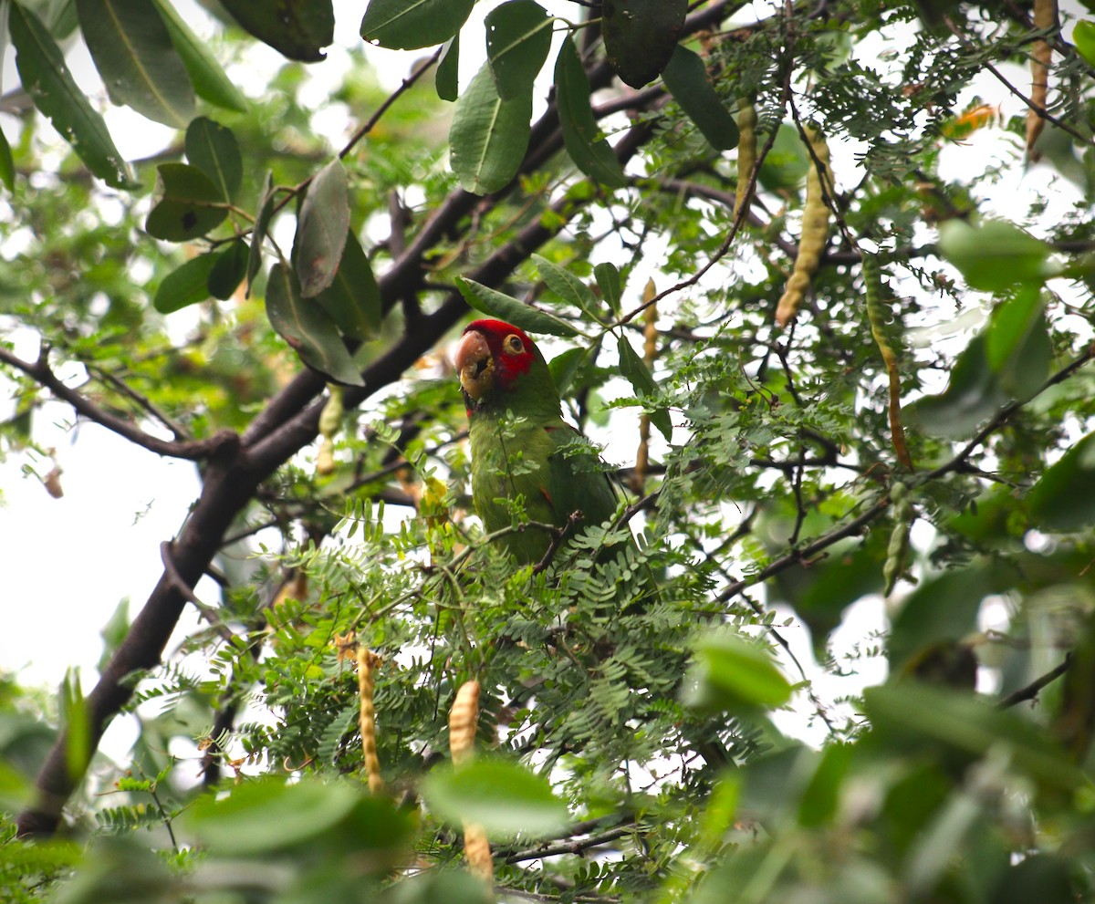 Conure à tête rouge - ML644477038