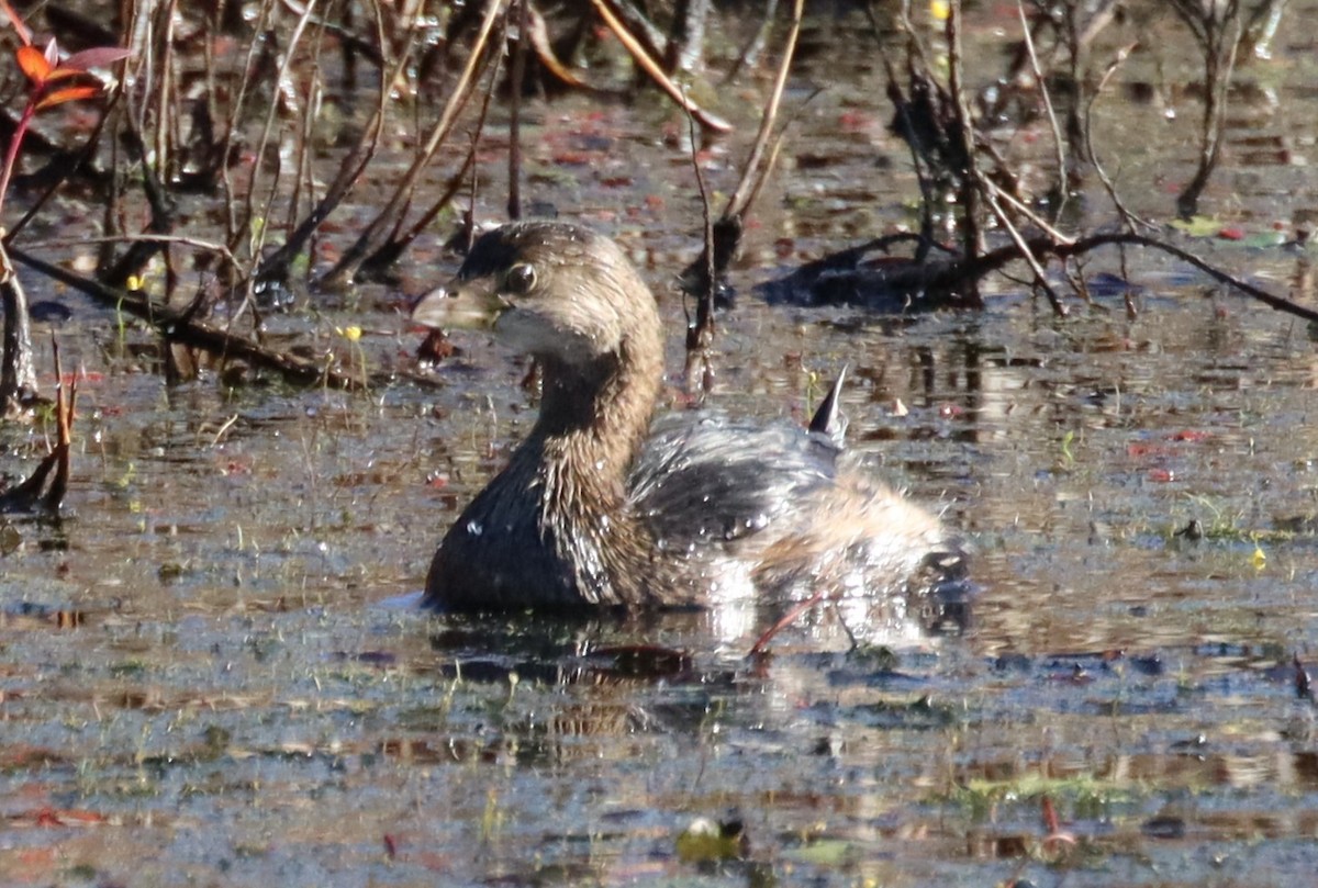 Grèbe à bec bigarré - ML644477039