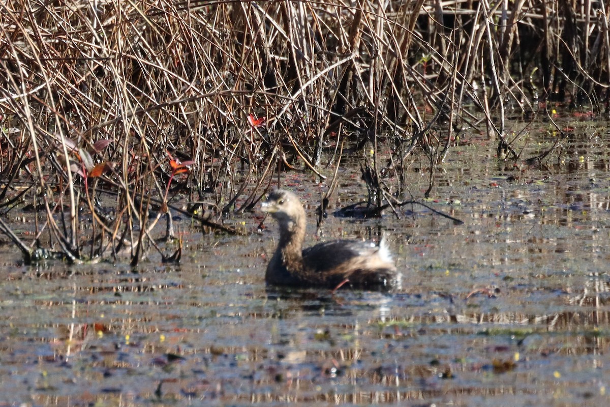 Grèbe à bec bigarré - ML644477040