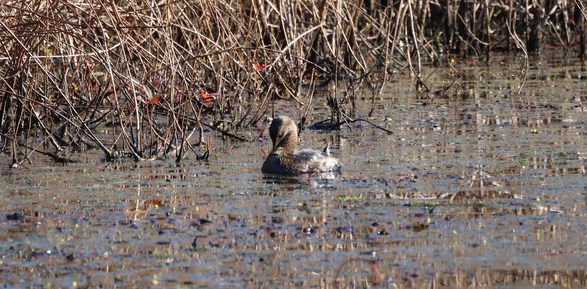 Grèbe à bec bigarré - ML644477041