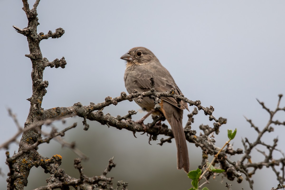 Tohi des canyons - ML644477042