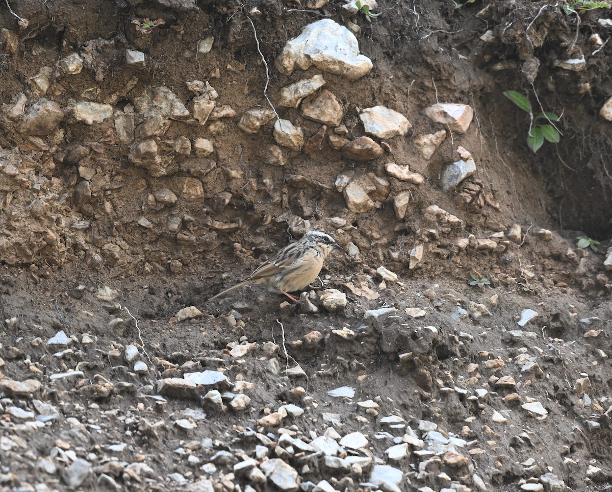 pěvuška hnědavá - ML644477043