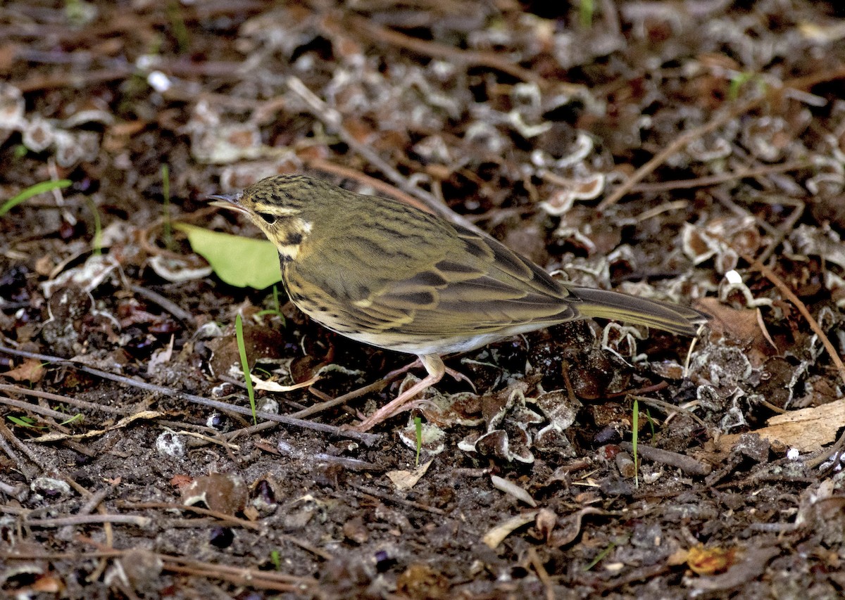 Olive-backed Pipit - ML644477052
