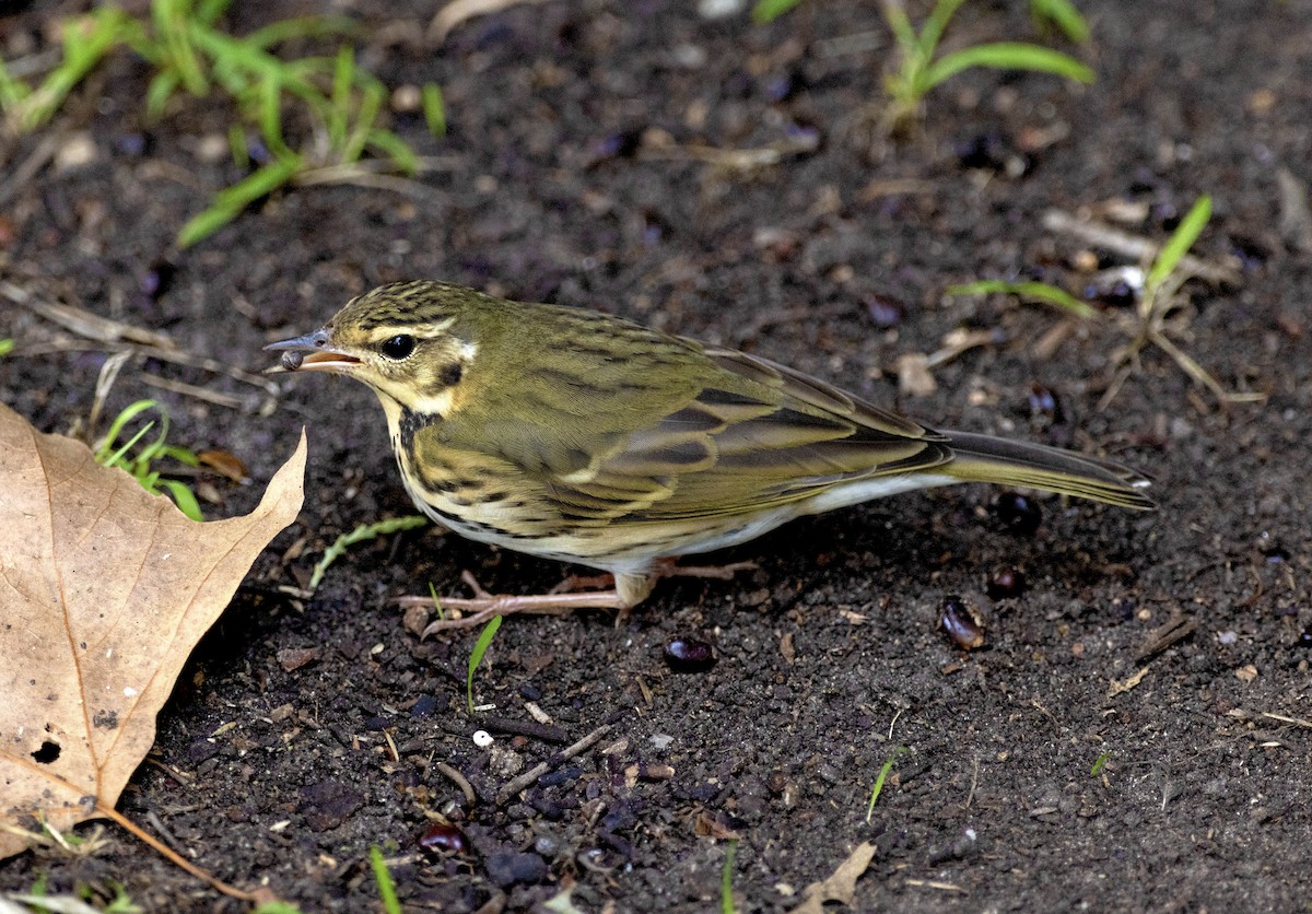 Olive-backed Pipit - ML644477053