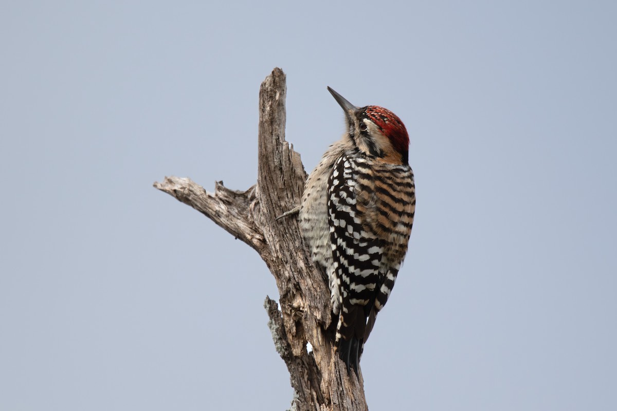 シマアカゲラ - ML644477054