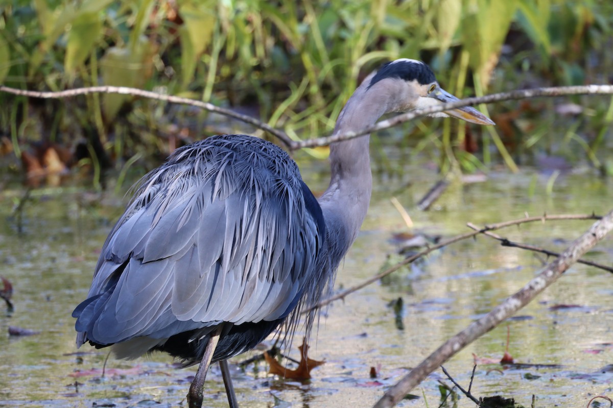 Great Blue Heron - ML644477061