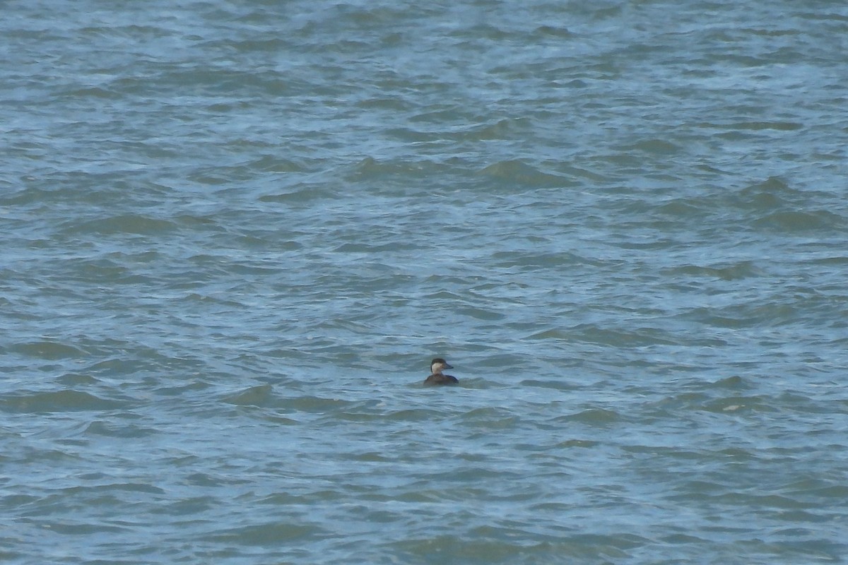 クロガモ - ML644477064