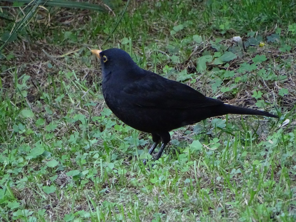 Zozo arrunta - ML644477073