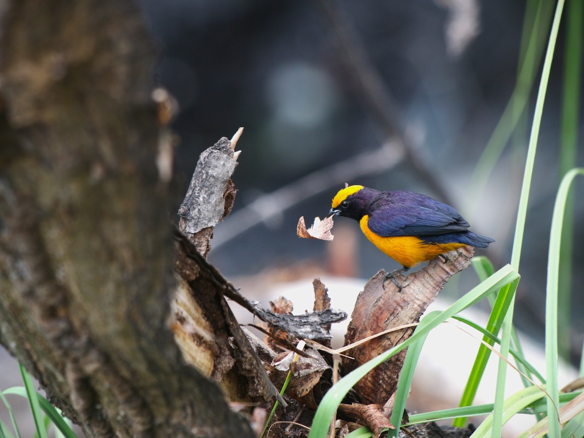 Orange-crowned Euphonia - ML644477075