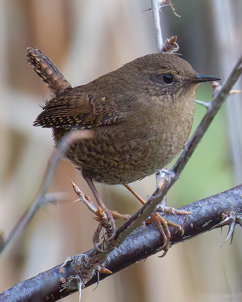 barsmett - ML644477080