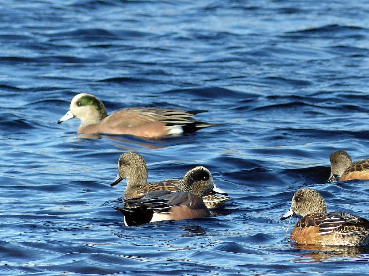 American Wigeon - ML644477083