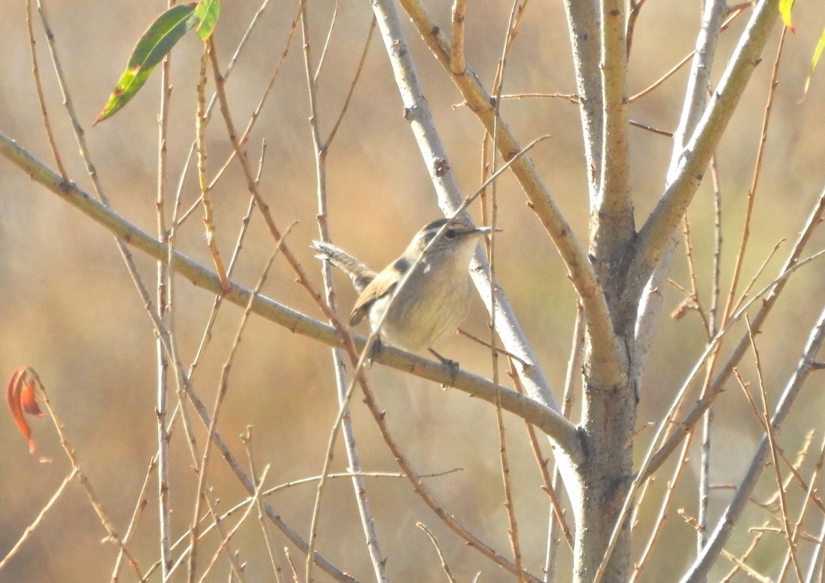 Troglodyte de Bewick - ML644477085