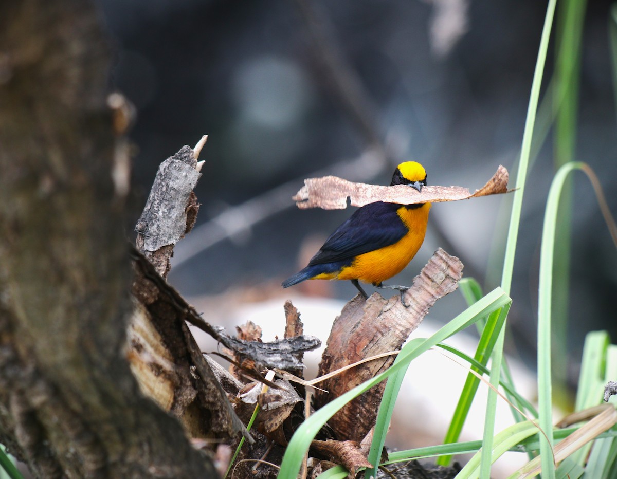 Orange-crowned Euphonia - ML644477087