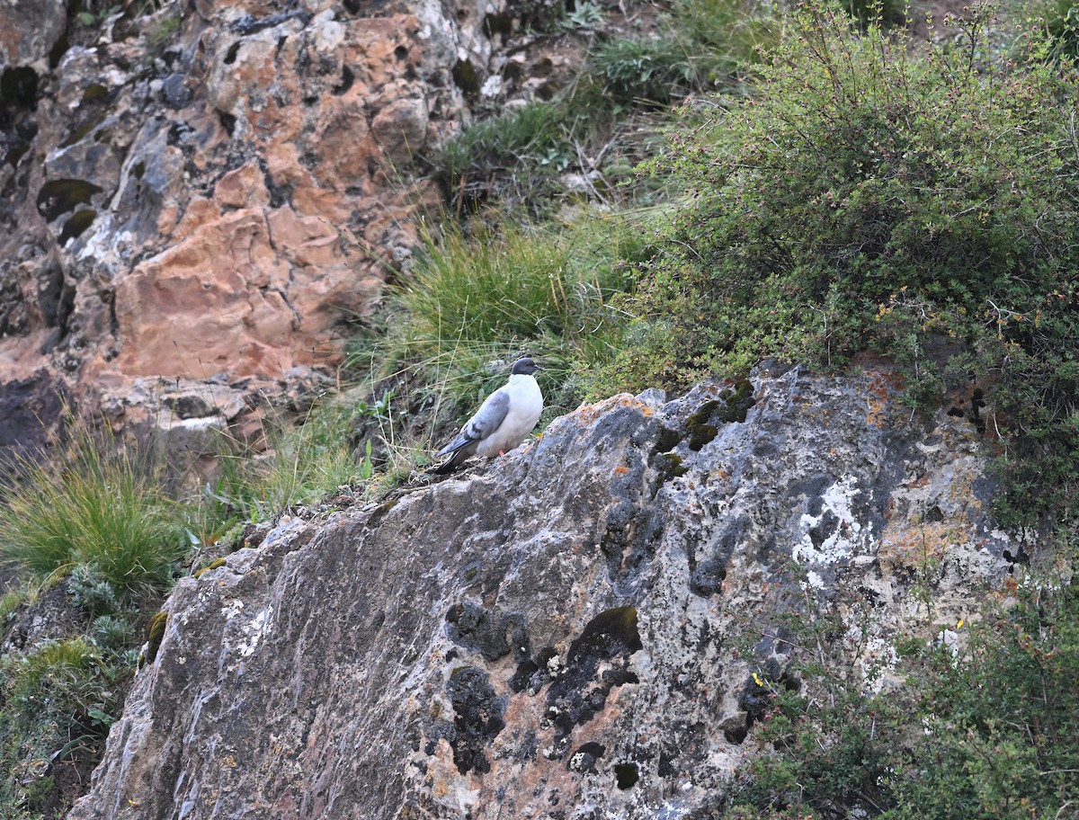 Schneetaube - ML644477088