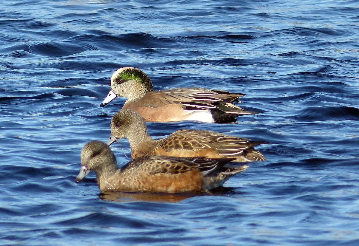 American Wigeon - ML644477089