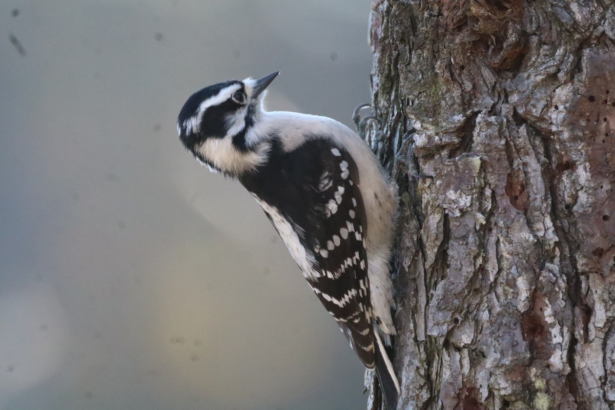 dunspett - ML644477102