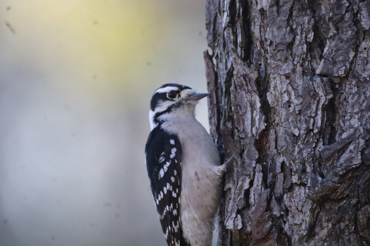 Downy Woodpecker - ML644477103