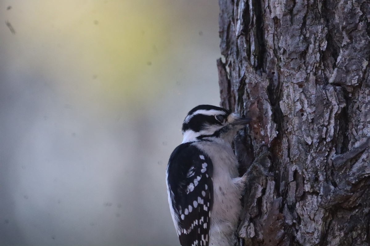 Downy Woodpecker - ML644477104
