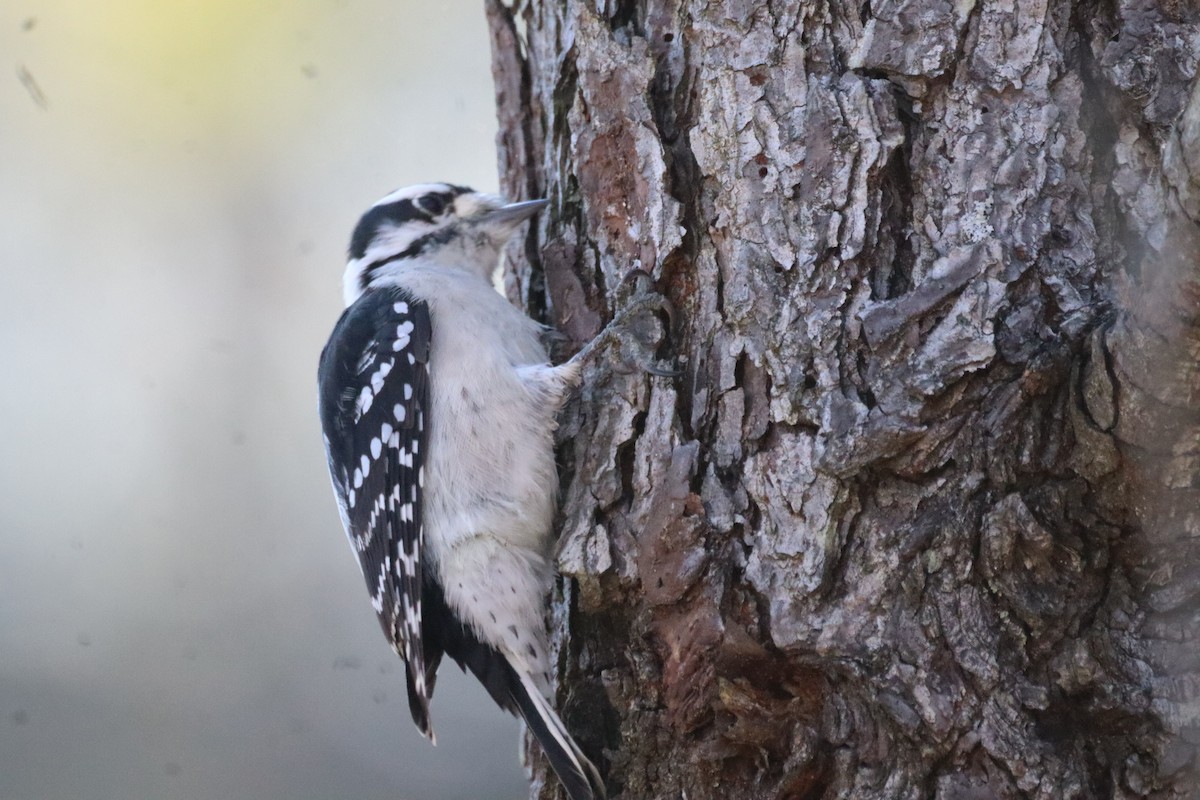 Downy Woodpecker - ML644477105