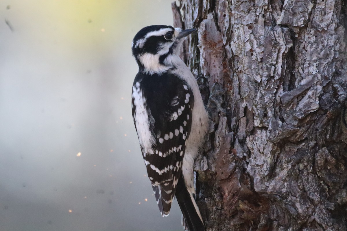 Downy Woodpecker - ML644477106