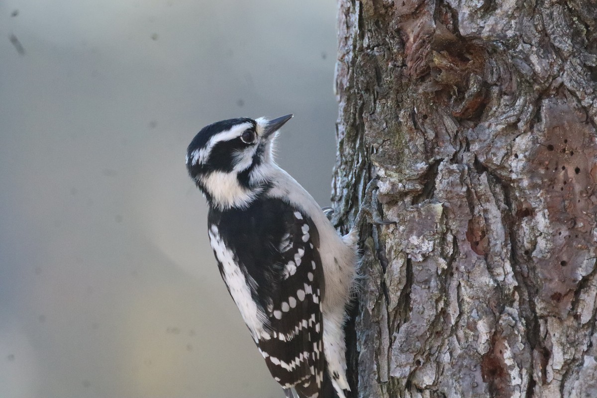 dunspett - ML644477107