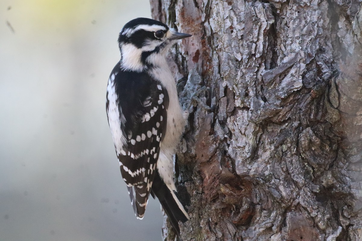 dunspett - ML644477108