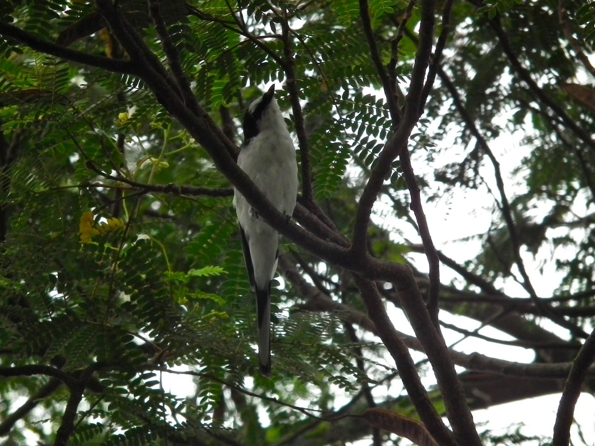 サンショウクイ - ML644477111