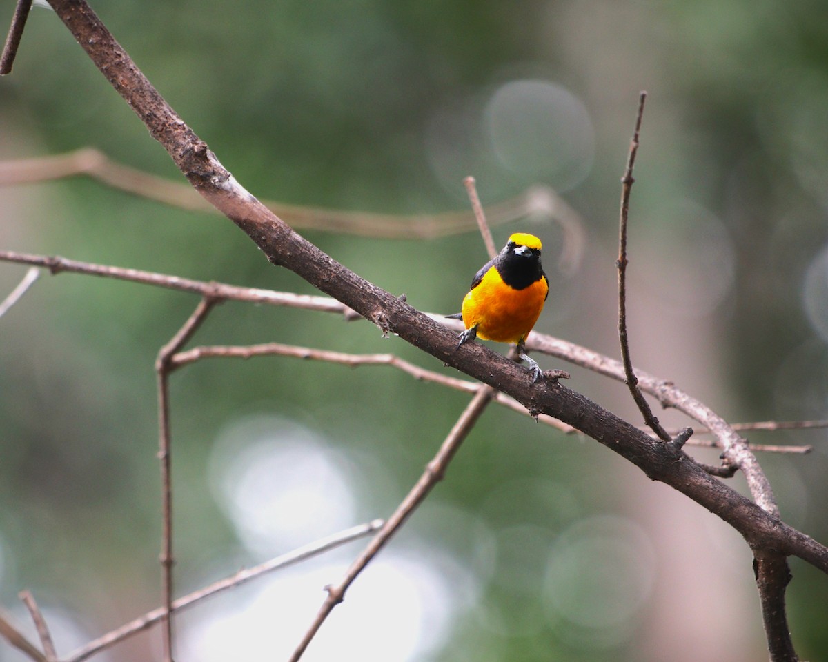 Orange-crowned Euphonia - ML644477114