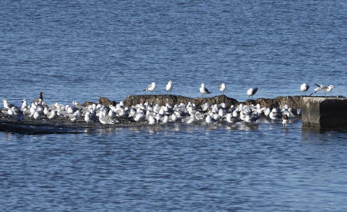 lattermåke - ML644477117