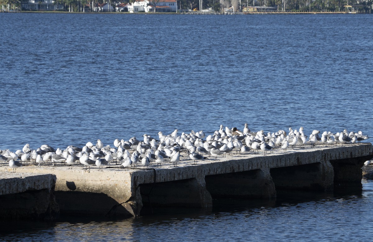 lattermåke - ML644477120