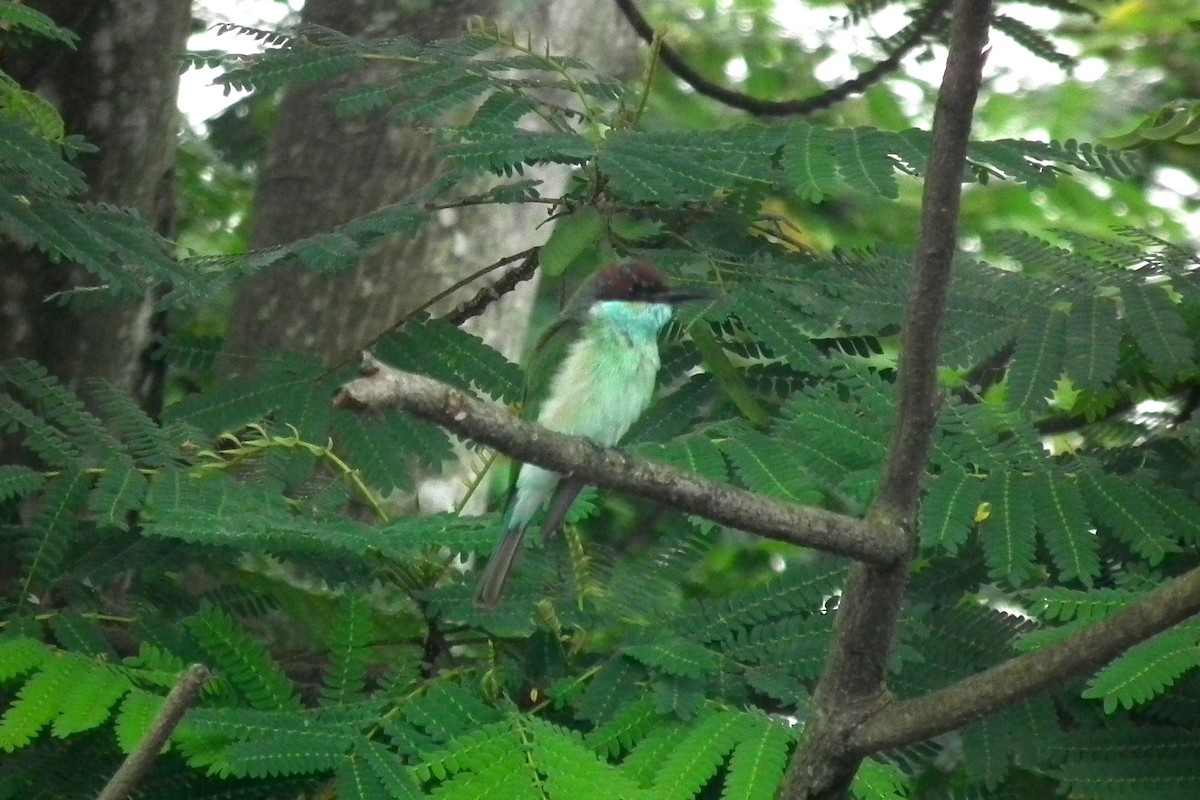 jadebieter - ML644477121