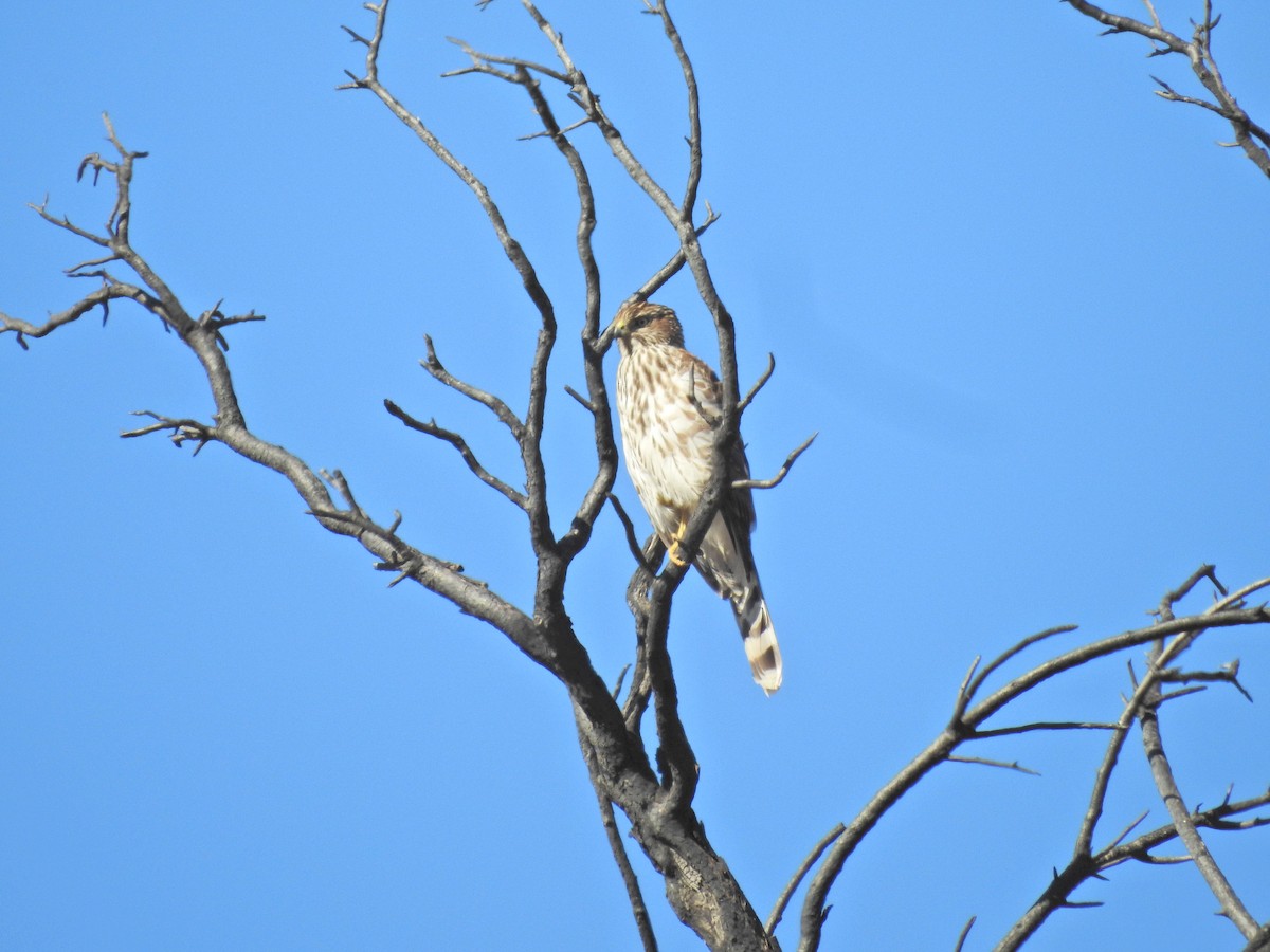 trostehauk - ML644477122