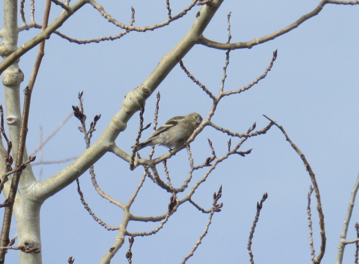 gulstillits - ML644477123