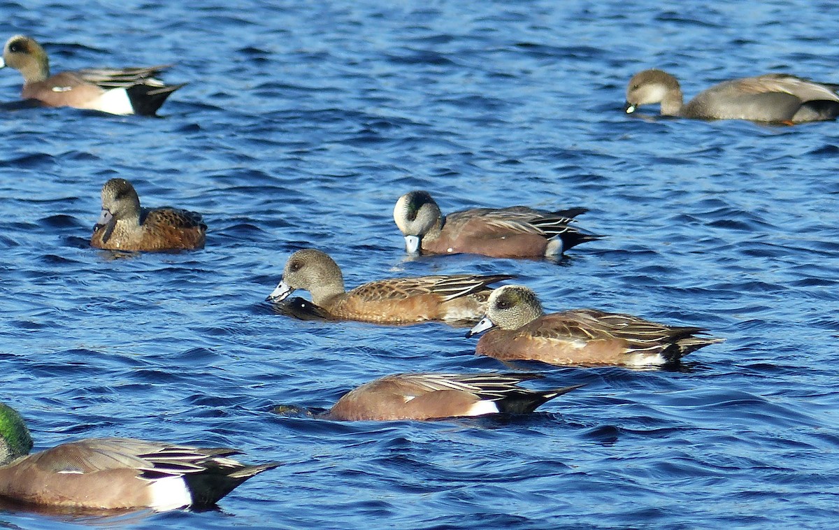 amerikablesand - ML644477124