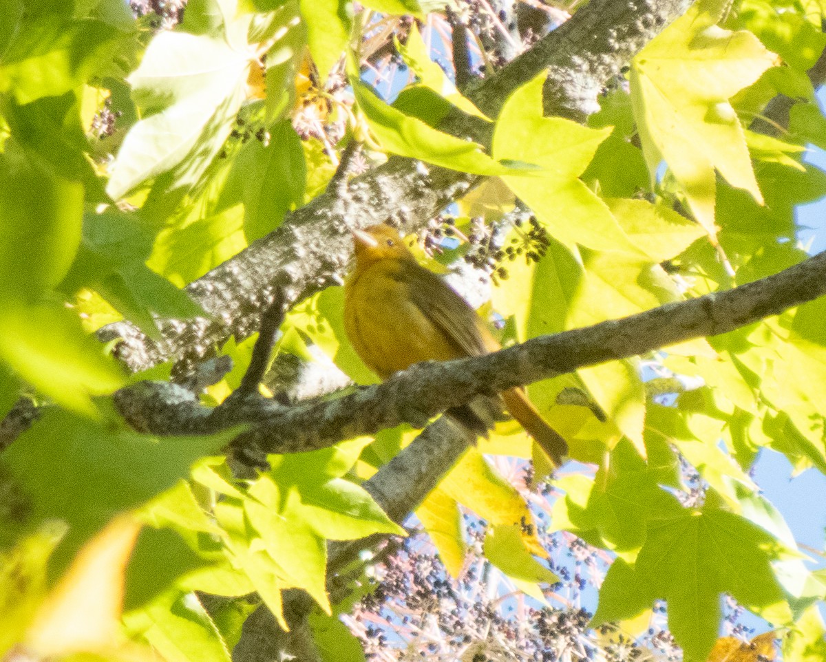 Summer Tanager - ML644477126