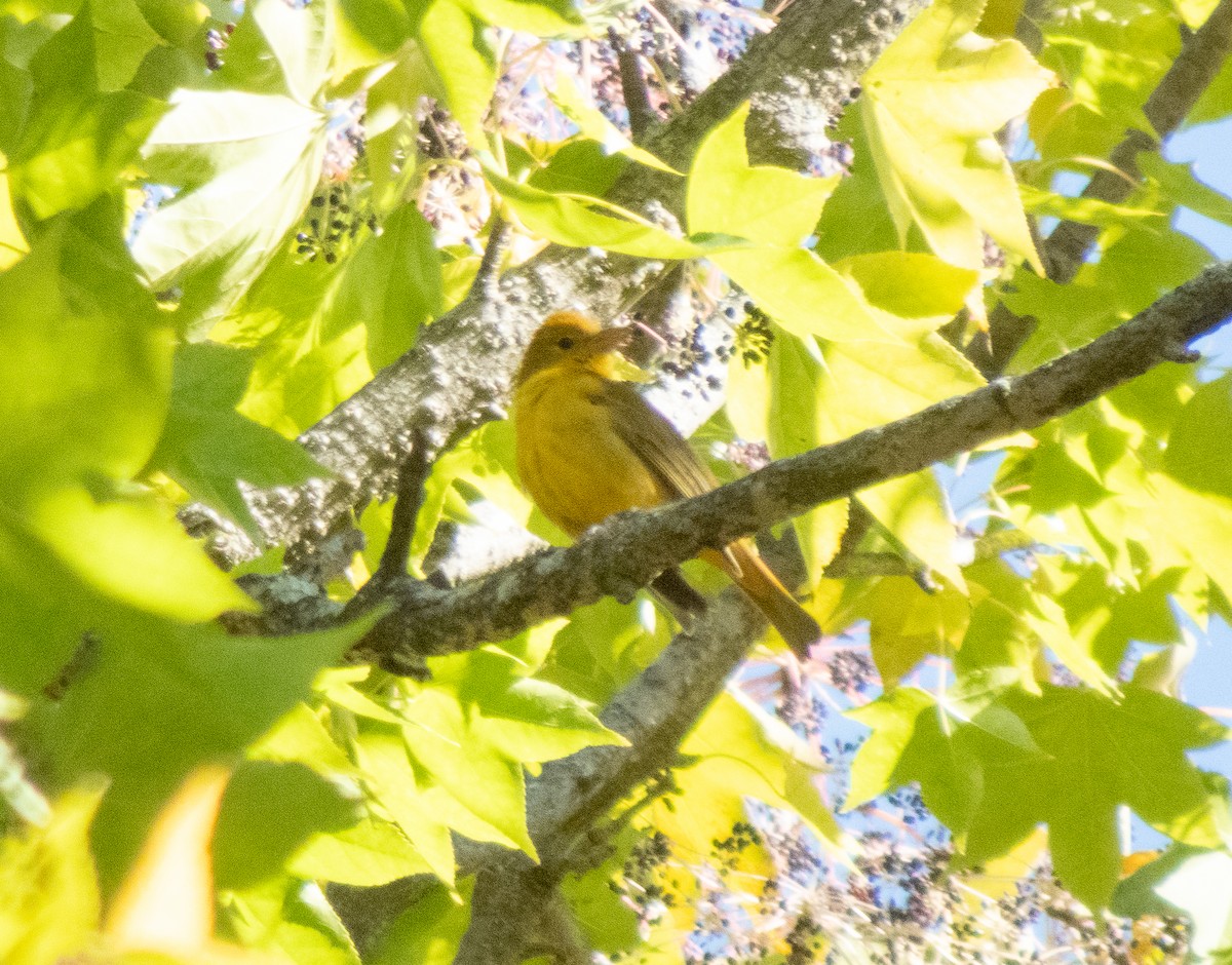 Summer Tanager - ML644477127