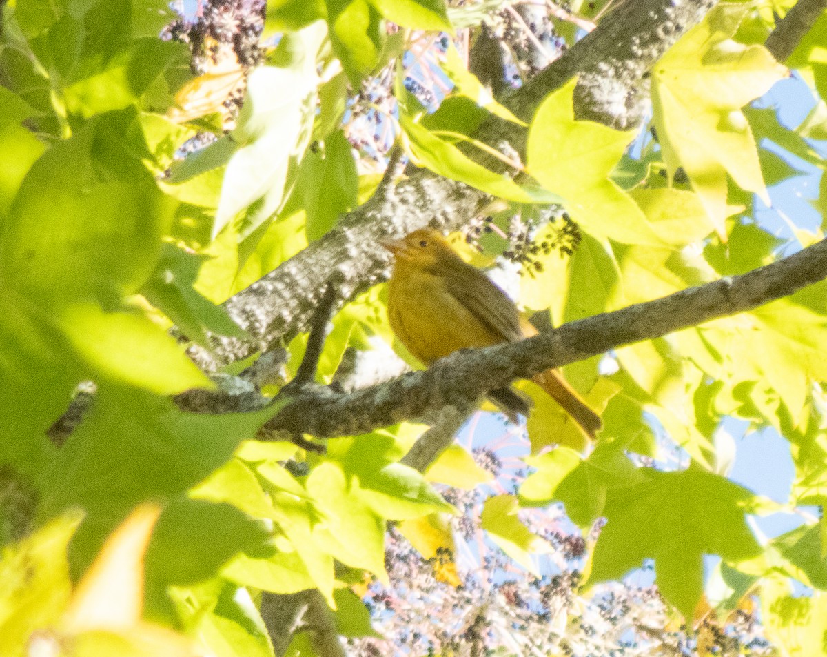 Summer Tanager - ML644477128