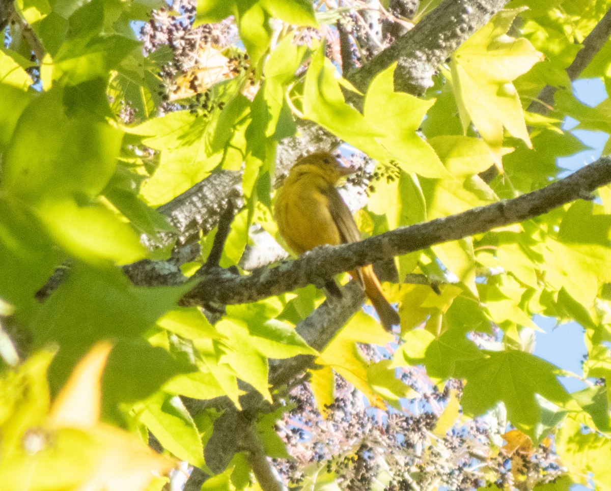 Summer Tanager - ML644477129