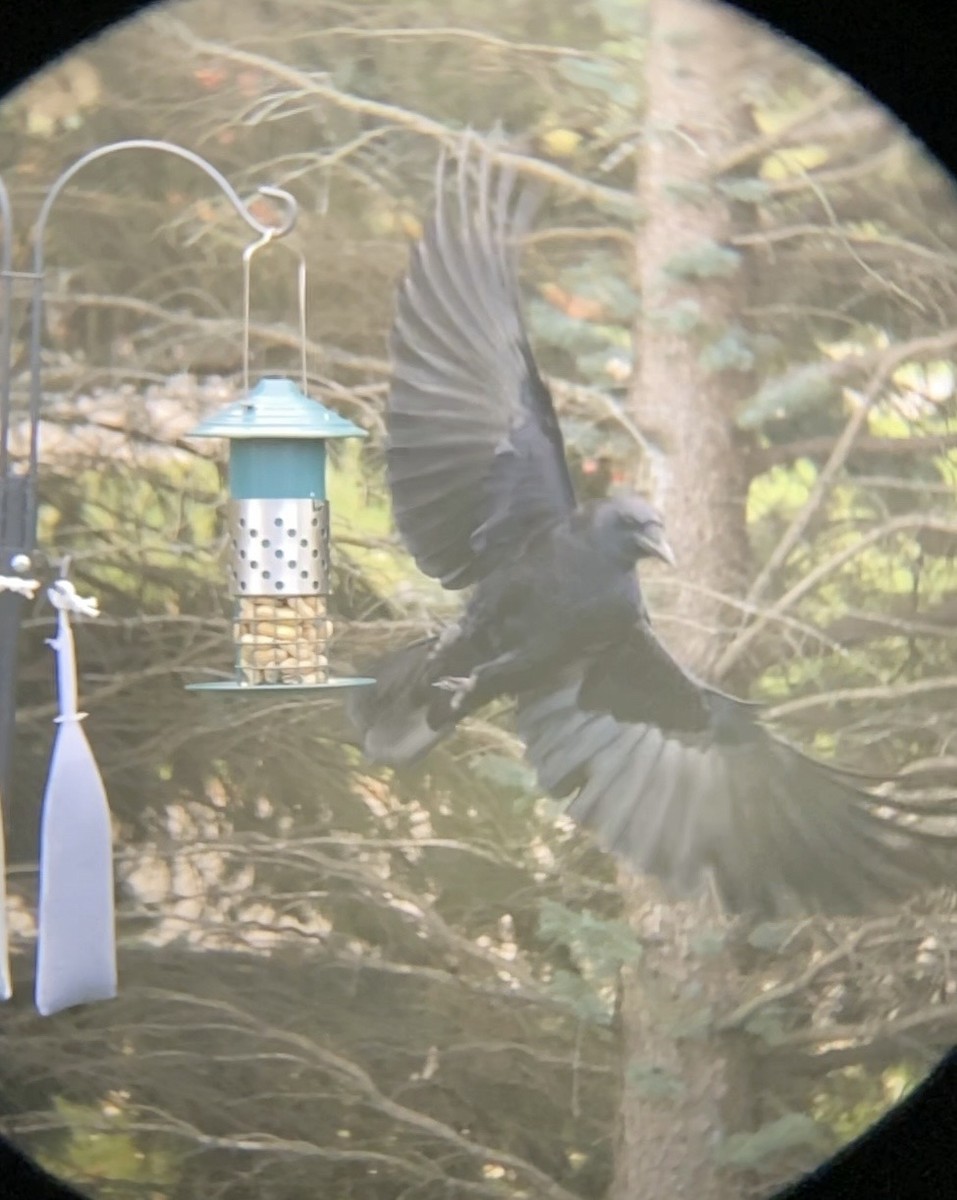 amerikakråke - ML644477130