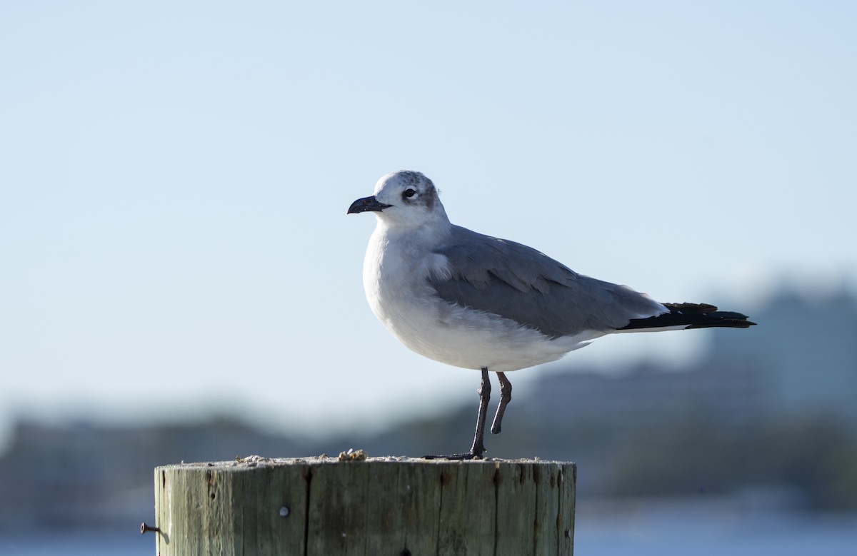 lattermåke - ML644477131