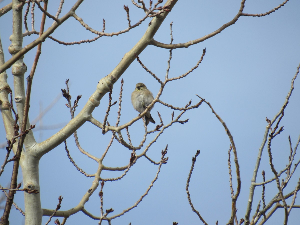 gulstillits - ML644477133