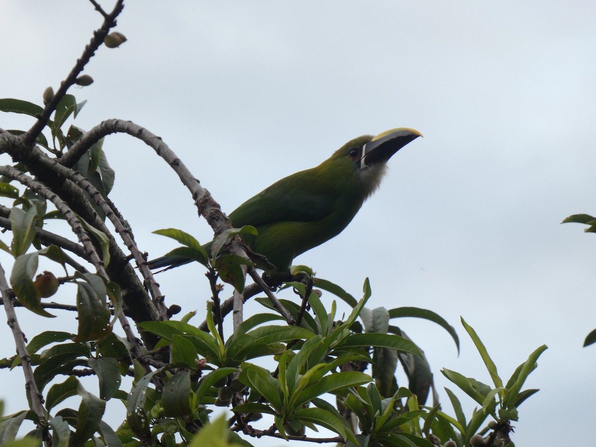 andestukan - ML644477135